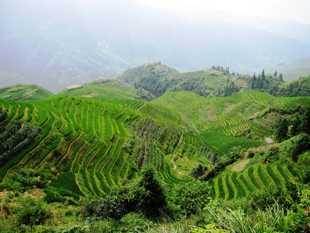 绿色梯田沿陡峭山坡蜿蜒，背后是云雾缭绕的群山