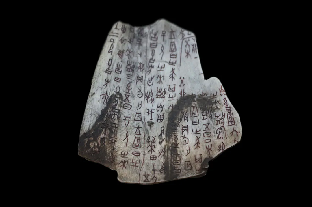 Fragment of bone incised with columns of early Chinese characters, on a black background
