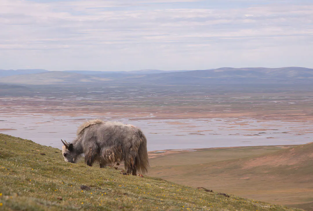 A shaggy yak grazing on a grassy hillside above a broad plateau valley